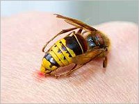 Informationen zur Insektengiftallergie - Dr. Schätz-Hautarzt-Krems