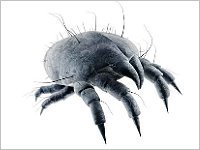 Informationen zur Hausstaubmilbe - Dr. Schätz-Hautarzt-Krems