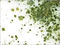 Informationen zur Schimmelpilzallergie - Dr. Schätz-Hautarzt-Krems